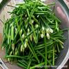 250++ Garlic Chives Seeds Herb Allium Tuberosum Non GMO view 3