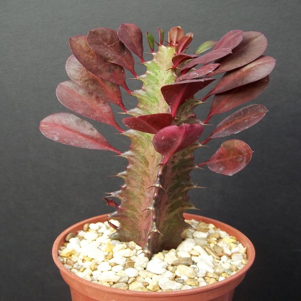 Euphorbia Trigona Red African Catedral Plant Bonsai Tree Rare Cactus Exotic 4"