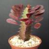 Euphorbia Trigona Red African Catedral Plant Bonsai Tree Rare Cactus Exotic 4" view 1