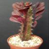 Euphorbia Trigona Red African Catedral Plant Bonsai Tree Rare Cactus Exotic 4" view 2