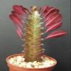 Euphorbia Trigona Red African Catedral Plant Bonsai Tree Rare Cactus Exotic 4" view 3