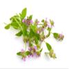 Pennyroyal Leaf - Dried Mentha pulegium Leaf C/S 100% from Nature (1 oz) view 3