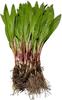 100 Fresh Wild Ramps/Leeks for Cooking or replanting view 2