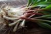 100 Fresh Wild Ramps/Leeks for Cooking or replanting view 3
