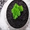 American Bowfin Caviar  Wild-Caught Louisiana "Choupique" Roe, Malossol Small Dark Pearls (7 oz / 200 g) view 1
