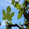 Organic Ficus carica leaves, Dried smashed Fig Leaves for Tea or infusion Package view 4