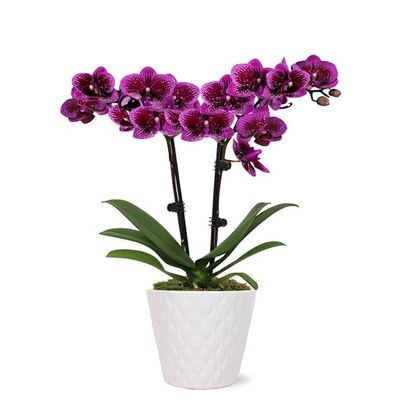 From You Flowers - Posh Purple Orchid Plant for Birthday, Anniversary, Get Well or Celebration