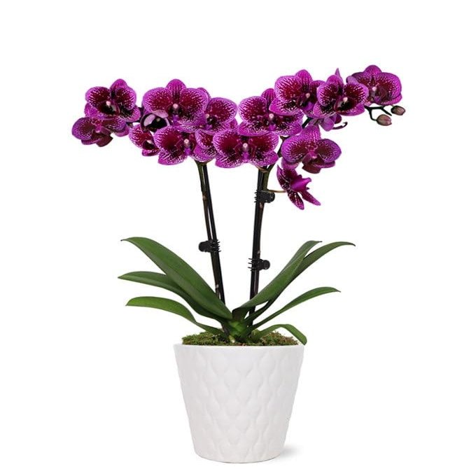 From You Flowers - Posh Purple Orchid Plant for Birthday, Anniversary, Get Well or Celebration