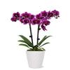 From You Flowers - Posh Purple Orchid Plant for Birthday, Anniversary, Get Well or Celebration view 1