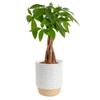 Costa Farms Money Tree (Pachira Aquatica) Live Indoor Bonsai-Style Plant, 12-16 Inches Tall, Braided Trunk Houseplant in Decorative Pot, Easy Care Pet-Friendly Decor view 1