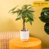 Costa Farms Money Tree (Pachira Aquatica) Live Indoor Bonsai-Style Plant, 12-16 Inches Tall, Braided Trunk Houseplant in Decorative Pot, Easy Care Pet-Friendly Decor view 2