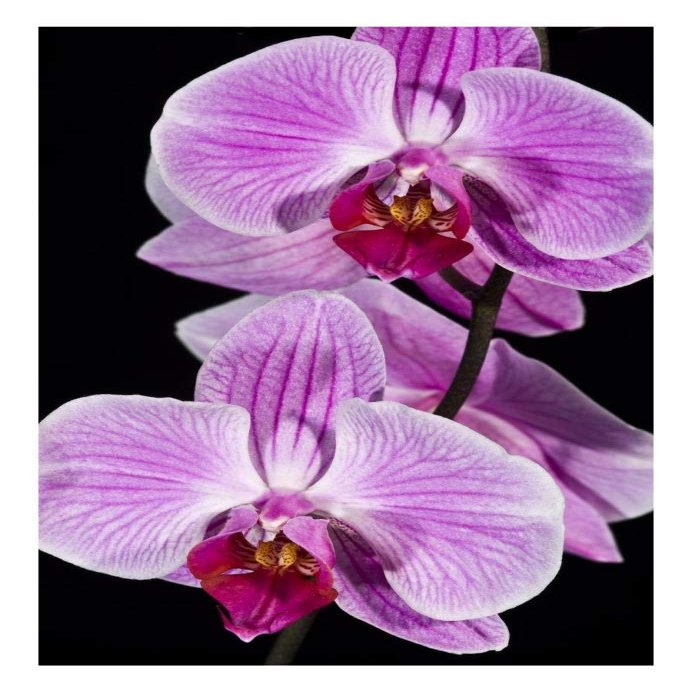 Global Gallery Orchid Flowering, Beveren-Waas, Belgium-Paper Art-18"x26"