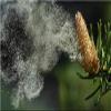 99.5% Shell Broken [Cracked Cell Wall] Pine Pollen Powder 1.77 Oz. (50 g.) Certified Organic raw and Wild view 2