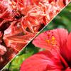 Dried Candied Hibiscus Flower by Its Delish, 1.1 lb Bulk Bag | Edible Flowers for Cocktail Garnish Dehydrated Fruit | Vegan & Kosher view 4