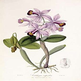 Posterazzi Cattleya Superba Orchid Poster Print by John Lindley, (20 x 28)