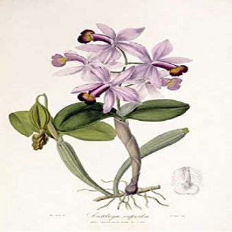 Posterazzi Cattleya Superba Orchid Poster Print by John Lindley, (20 x 28)