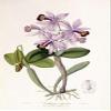 Posterazzi Cattleya Superba Orchid Poster Print by John Lindley, (20 x 28) view 1
