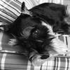 Posterazzi Schnauzer Black and White Poster Print by Karyn Millet, (20 x 24) view 1