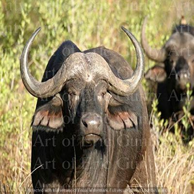 1/2 Sheet - Water Buffalo African Safari Birthday - D21266 - Edible Cake/Cupcake Party Topper