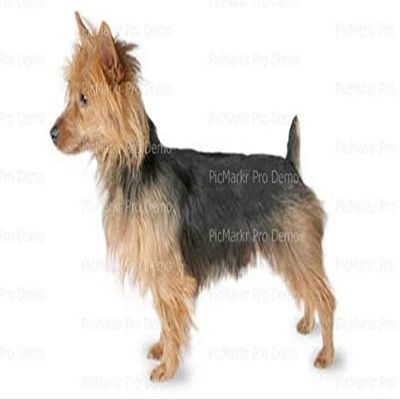 1/4 Sheet - Austrailian Terrier Dog Birthday - D20814 - Edible Cake/Cupcake Party Topper