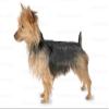 1/4 Sheet - Austrailian Terrier Dog Birthday - D20814 - Edible Cake/Cupcake Party Topper view 1