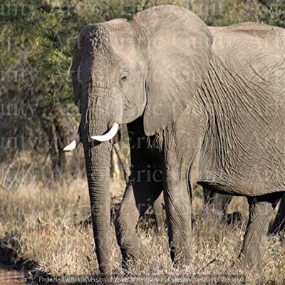 1/2 Sheet - Elephant Eating African Safari Birthday - D21303 - Edible Cake/Cupcake Party Topper