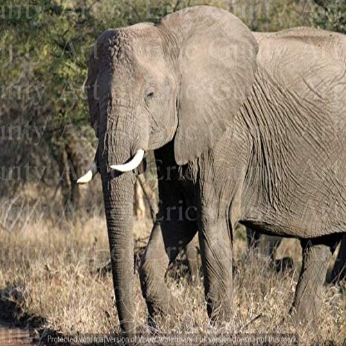 1/2 Sheet - Elephant Eating African Safari Birthday - D21303 - Edible Cake/Cupcake Party Topper
