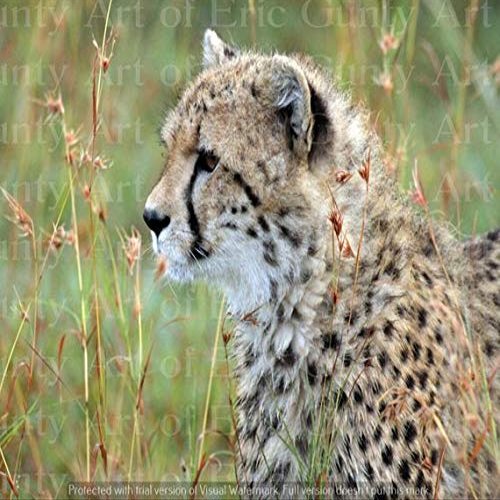 1/4 Sheet - Staring Cheetah African Safari Birthday - D21331 - Edible Cake/Cupcake Party Topper