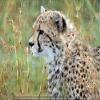 1/4 Sheet - Staring Cheetah African Safari Birthday - D21331 - Edible Cake/Cupcake Party Topper view 1