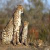 1/2 Sheet - Cheetah With Cubs African Safari Birthday - D21354 - Edible Cake/Cupcake Party Topper view 1