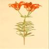 Posterazzi Orchids 1906 Wood Lily Poster Print by Rosina C. Boardman, (18 x 24), Varies view 1