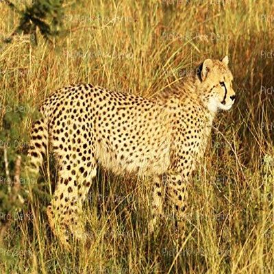 3.5x5" (8 Per Sheet) - Cheetah African Safari Birthday - D21342 - Edible Cake/Cupcake Party Topper