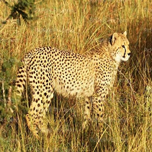 3.5x5" (8 Per Sheet) - Cheetah African Safari Birthday - D21342 - Edible Cake/Cupcake Party Topper
