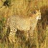3.5x5" (8 Per Sheet) - Cheetah African Safari Birthday - D21342 - Edible Cake/Cupcake Party Topper view 1