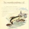 Canned Salmon Recipes 1900 Alaska Packers Association Poster Print (24 x 36) view 1