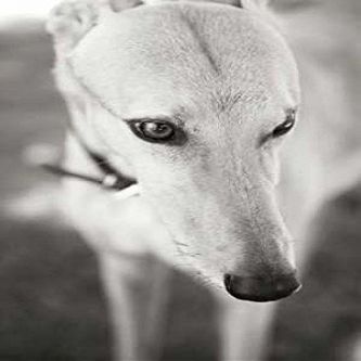 Posterazzi PDXPSMLT161LARGE Greyhound Poster Print by Karyn Millet, 24 x 36