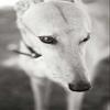 Posterazzi PDXPSMLT161LARGE Greyhound Poster Print by Karyn Millet, 24 x 36 view 1