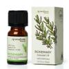 AROMAFUME Rosemary Essential Oil - 100% Natural, Therapeutic Grade Essential Oils - Pure, Woodsy Aromatherapy Oil for Meditation and Home Diffusers - Gifts for Her - 10ml view 1