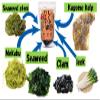 Miyazaki Low calorie!! Instant soup base (clam,Kelp,Seaweed,Leek,Kagome kelp,Seaweed stem,Mekabu) 2.6 oz Just pour hot water to complete (Clam) view 3