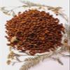 Fresh Organic Bee Bread, Naturally Fermented Pollen, Perga, 250g., 2021 Harvest view 3