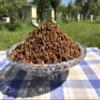 Fresh Organic Bee Bread, Naturally Fermented Pollen, Perga, 250g., 2021 Harvest view 4