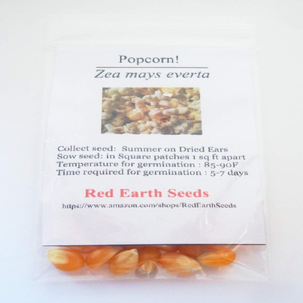 50 Pop Corn - Zea mays everta kernels (Organically Grown)