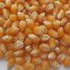 50 Pop Corn - Zea mays everta kernels (Organically Grown) view 2