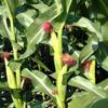 50 Pop Corn - Zea mays everta kernels (Organically Grown) view 3