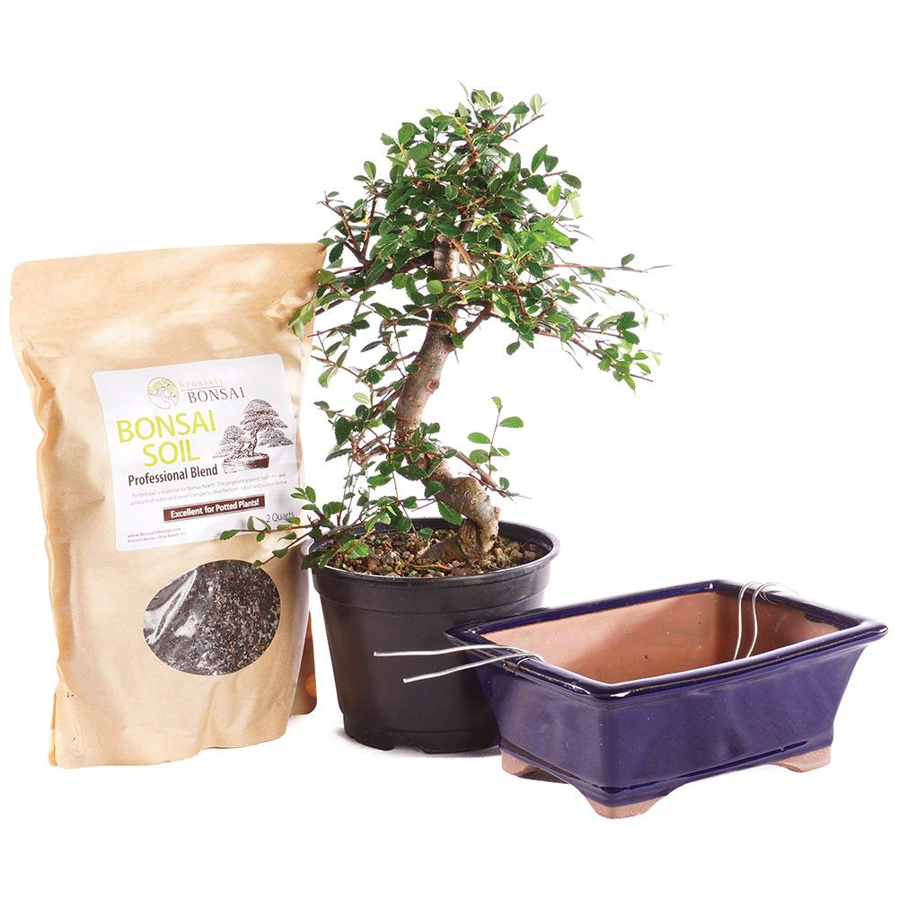 Brussel's Bonsai Live Chinese Elm Bonsai Outdoor Tree Gift Bundle - Medium Bonsai Tree - Bonsai Kit with Ceramic Bonsai Pot and Bonsai Soil