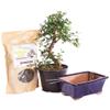 Brussel's Bonsai Live Chinese Elm Bonsai Outdoor Tree Gift Bundle - Medium Bonsai Tree - Bonsai Kit with Ceramic Bonsai Pot and Bonsai Soil view 1