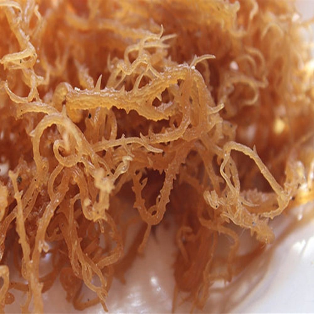 Natural SEA Moss (RAW) 2 OZ - Irish Moss (CHONDRUS CRISPUS) NDQ
