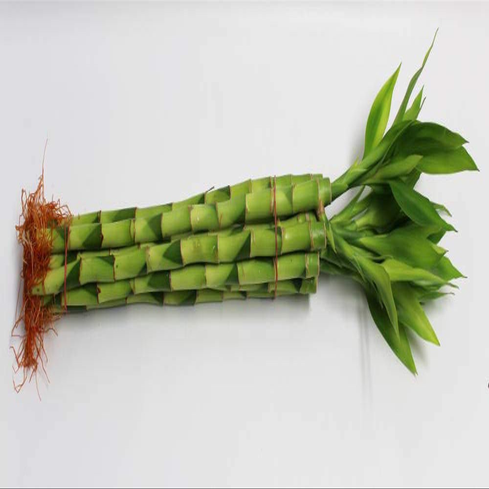 Athena's Garden Lucky Bamboo Stalks with Shoots, 16", Green, B-SS16