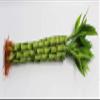 Athena's Garden Lucky Bamboo Stalks with Shoots, 16", Green, B-SS16 view 1