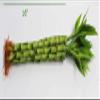 Athena's Garden Lucky Bamboo Stalks with Shoots, 16", Green, B-SS16 view 2